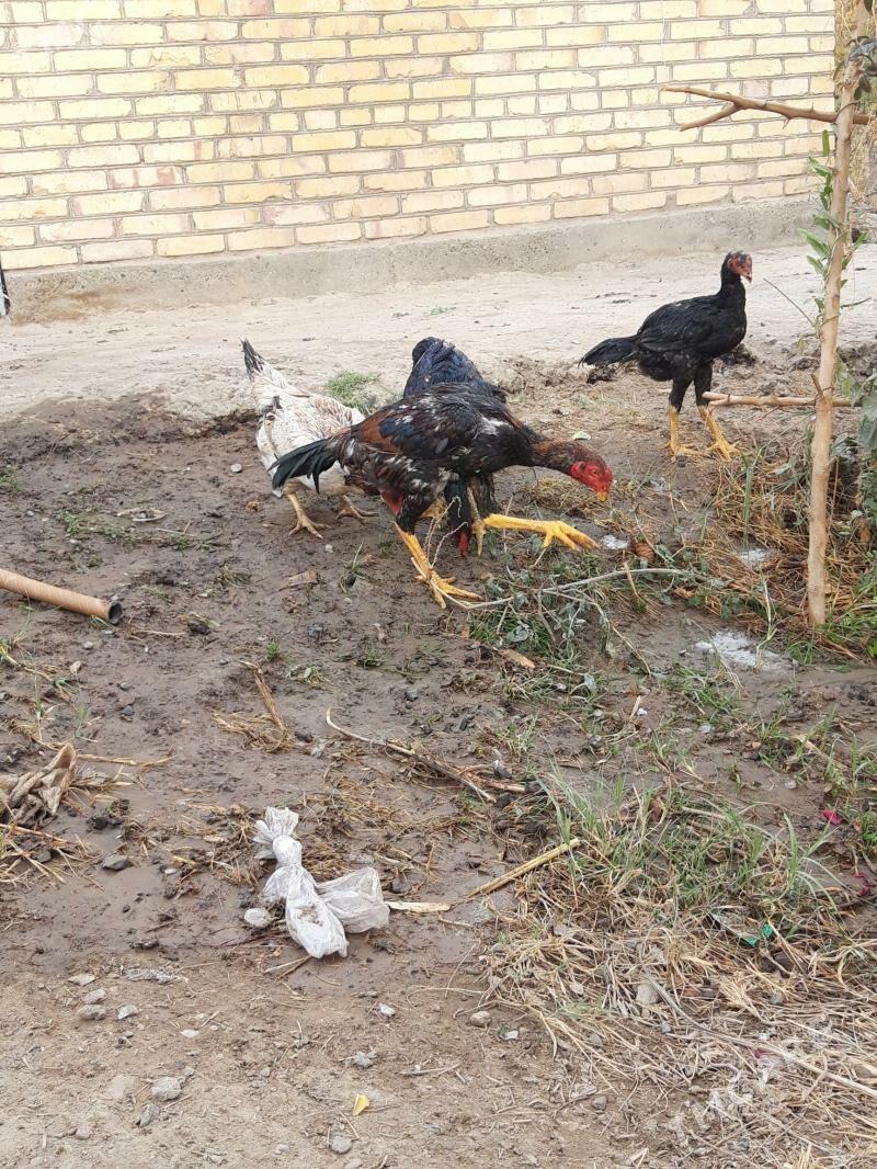 horaz - Дянев - img 3