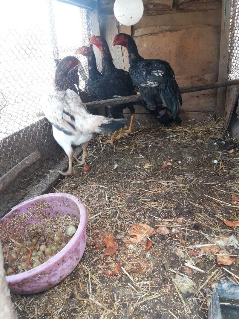 horaz - Дянев - img 4