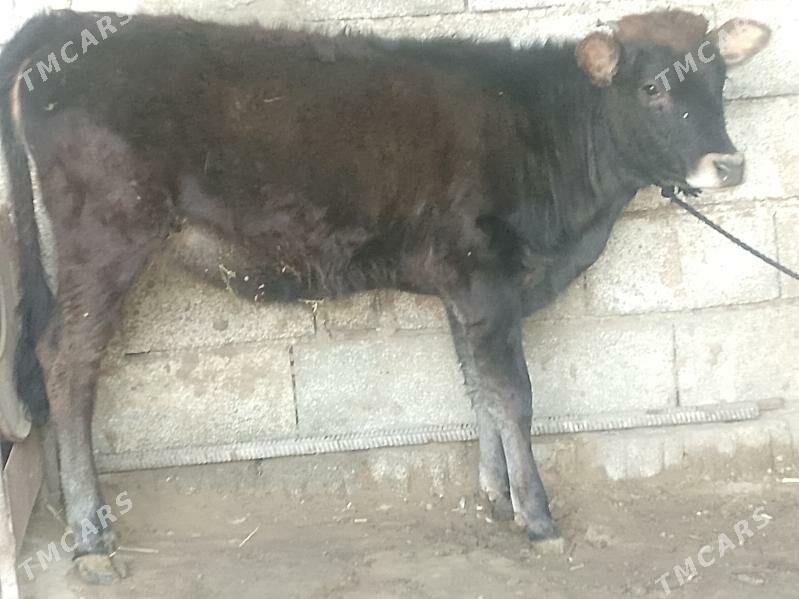 Tüwe - Büzmeýin - img 3