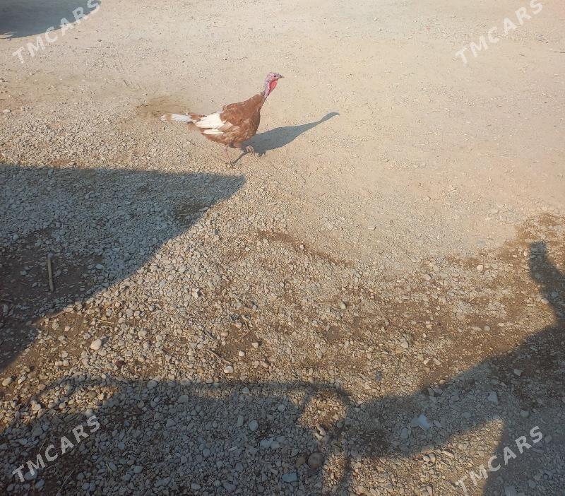 indyk awgan maki - Balkanabat - img 1