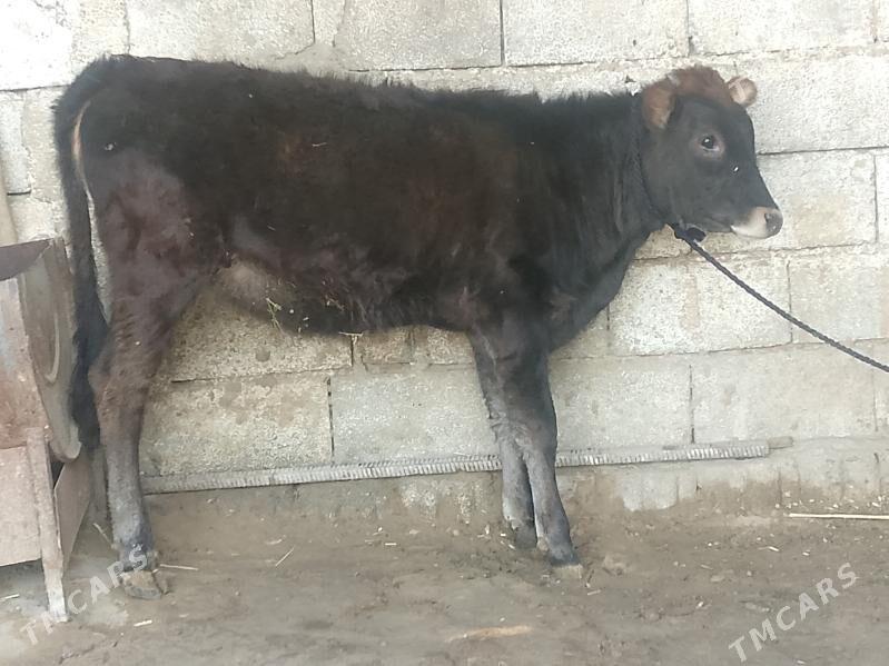 Tüwe - Büzmeýin - img 2