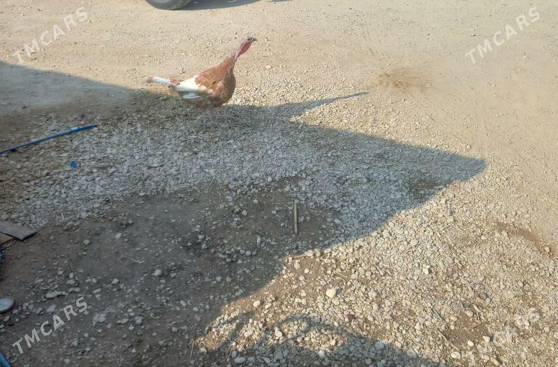 indyk awgan maki - Balkanabat - img 2