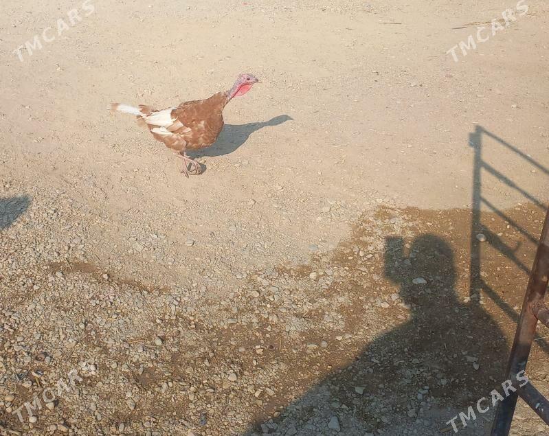 indyk awgan maki - Balkanabat - img 3