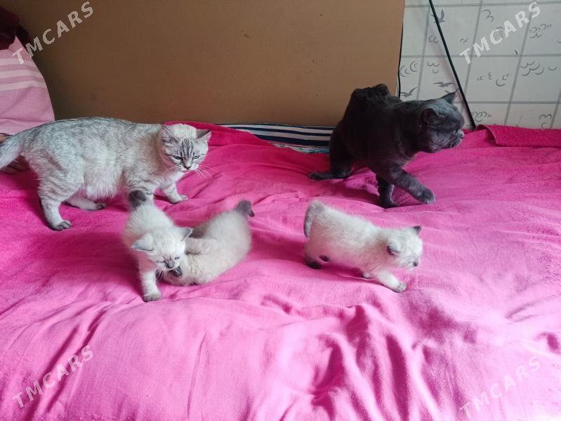 pişik - Туркменабат - img 5