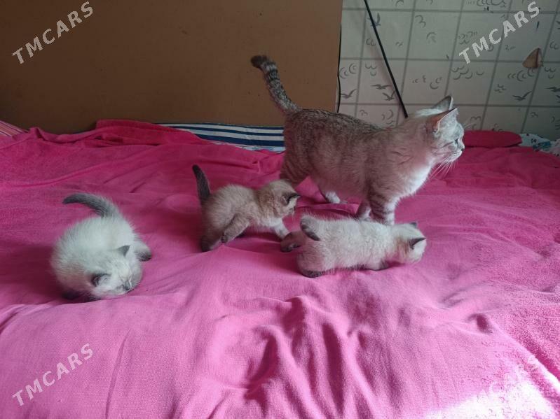 pişik - Туркменабат - img 4