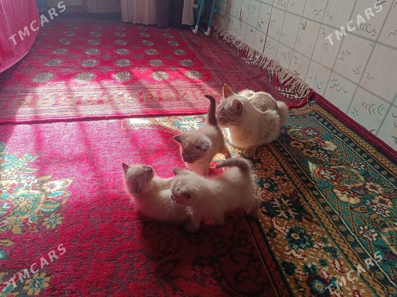 pişik - Туркменабат - img 3