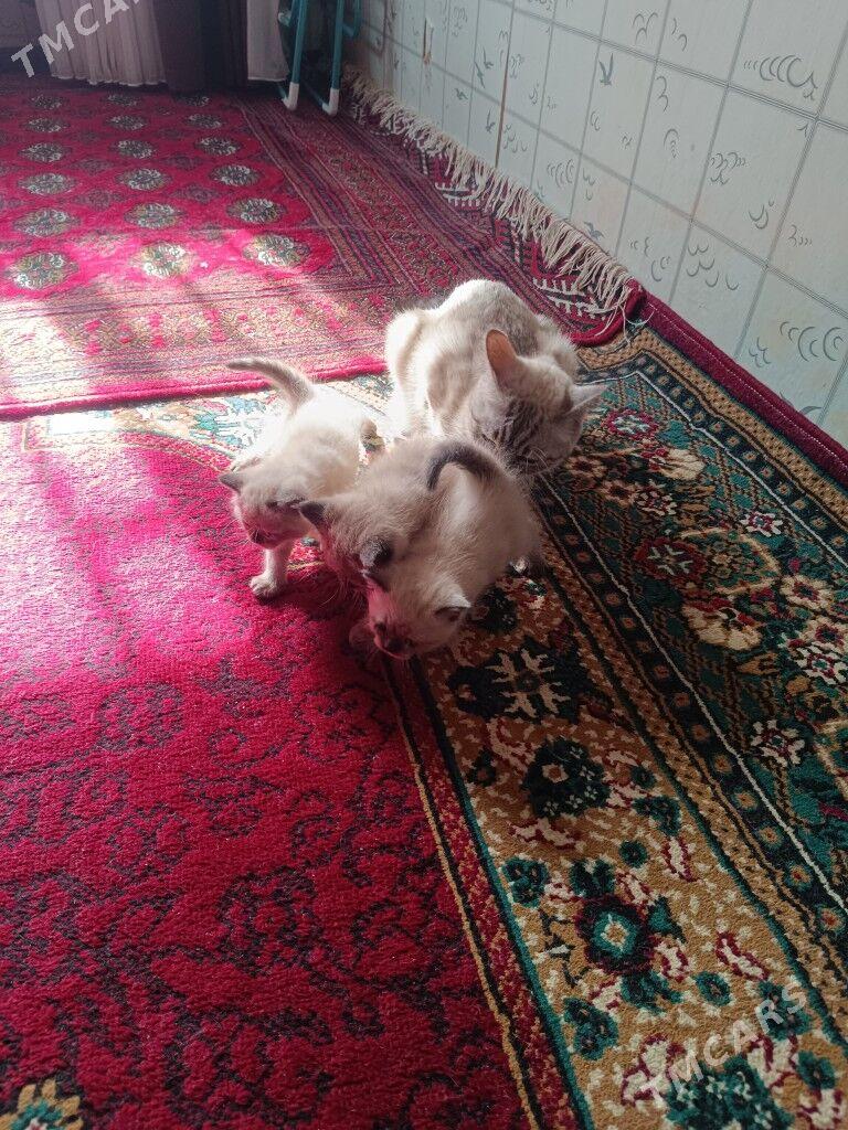 pişik - Туркменабат - img 2