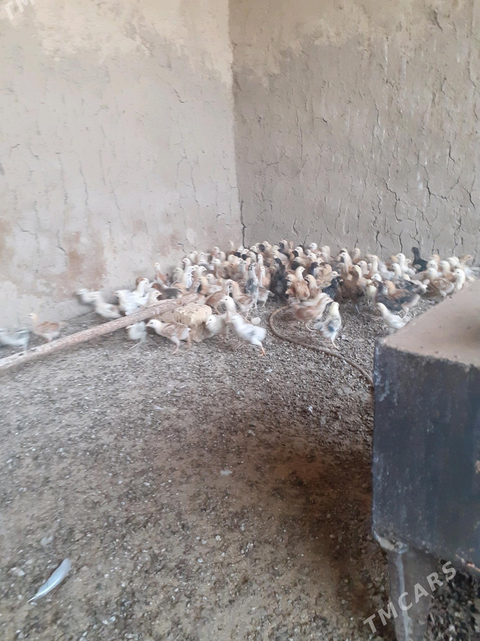 Juýje - Кака - img 2