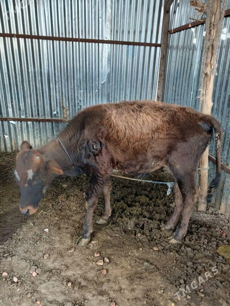 окузче - Туркменабат - img 2