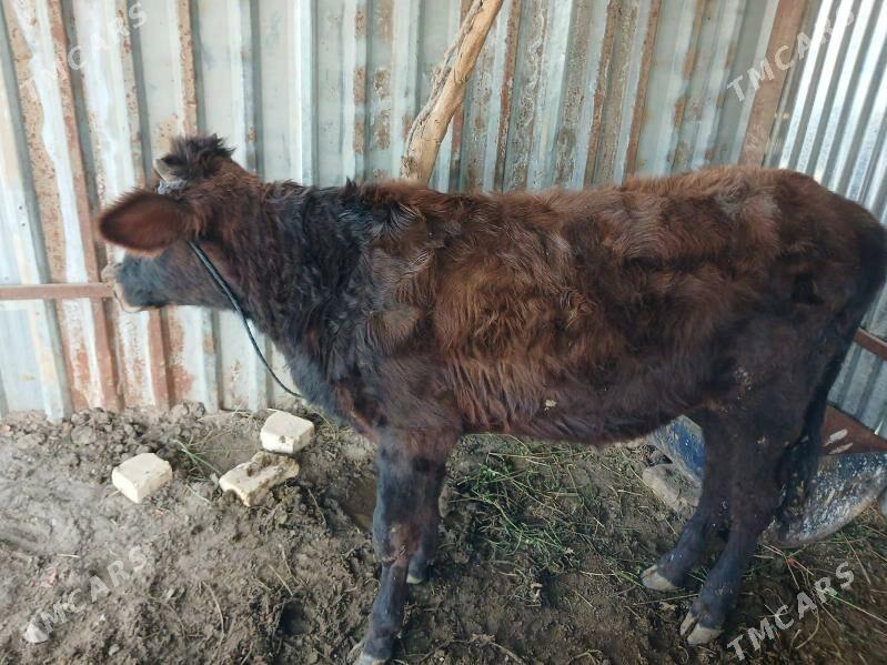 окузче - Туркменабат - img 1