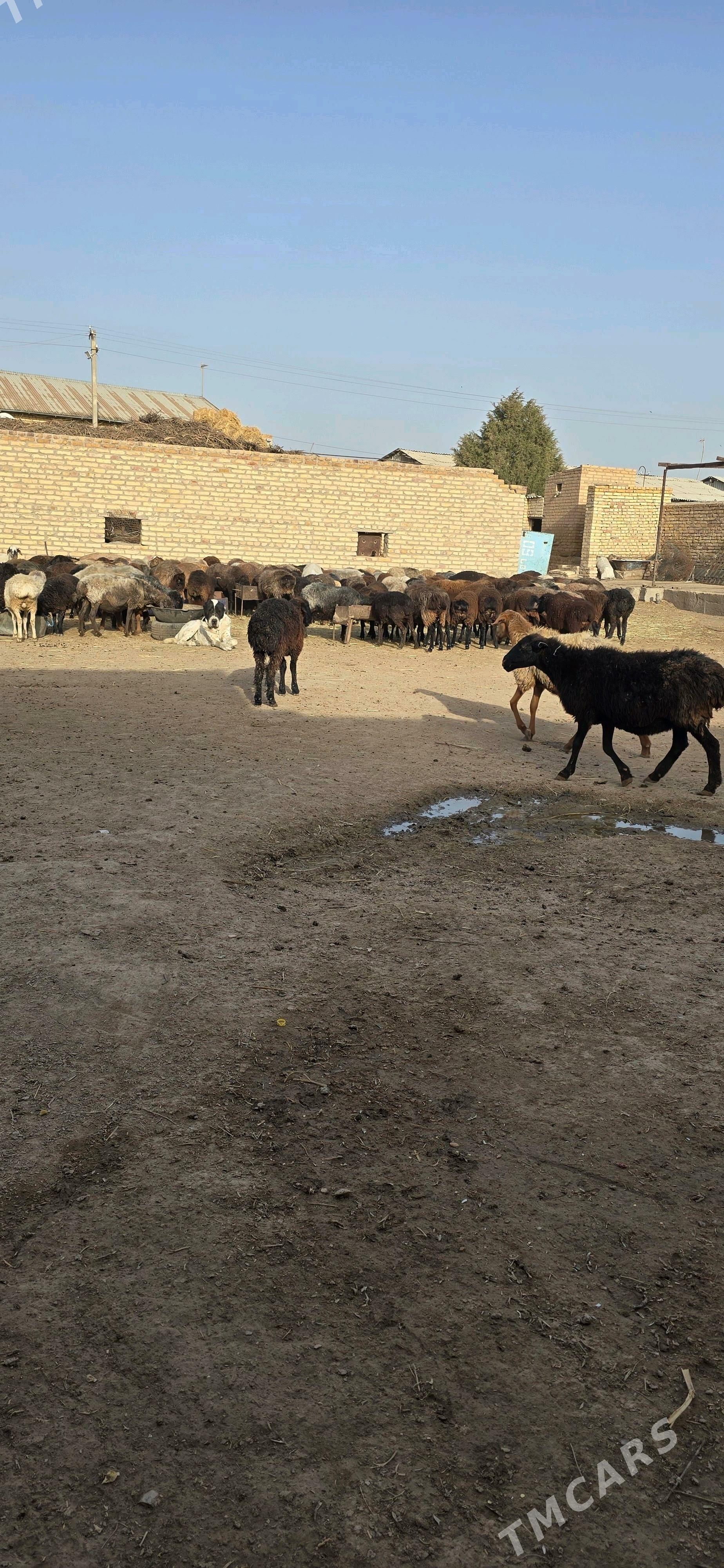 goyunlar - Сакар - img 2