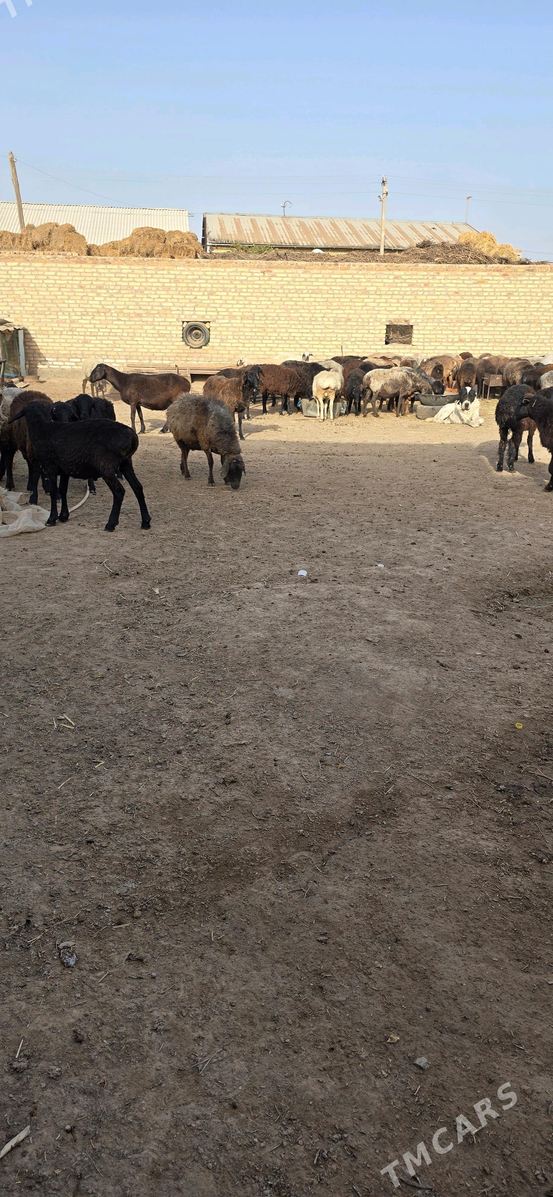 goyunlar - Сакар - img 3