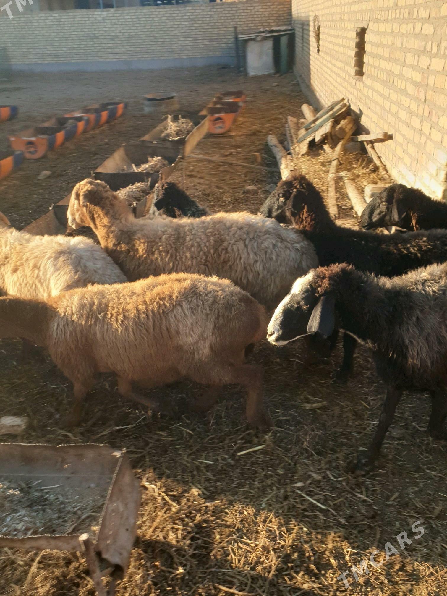 goyunlar - Сакар - img 4