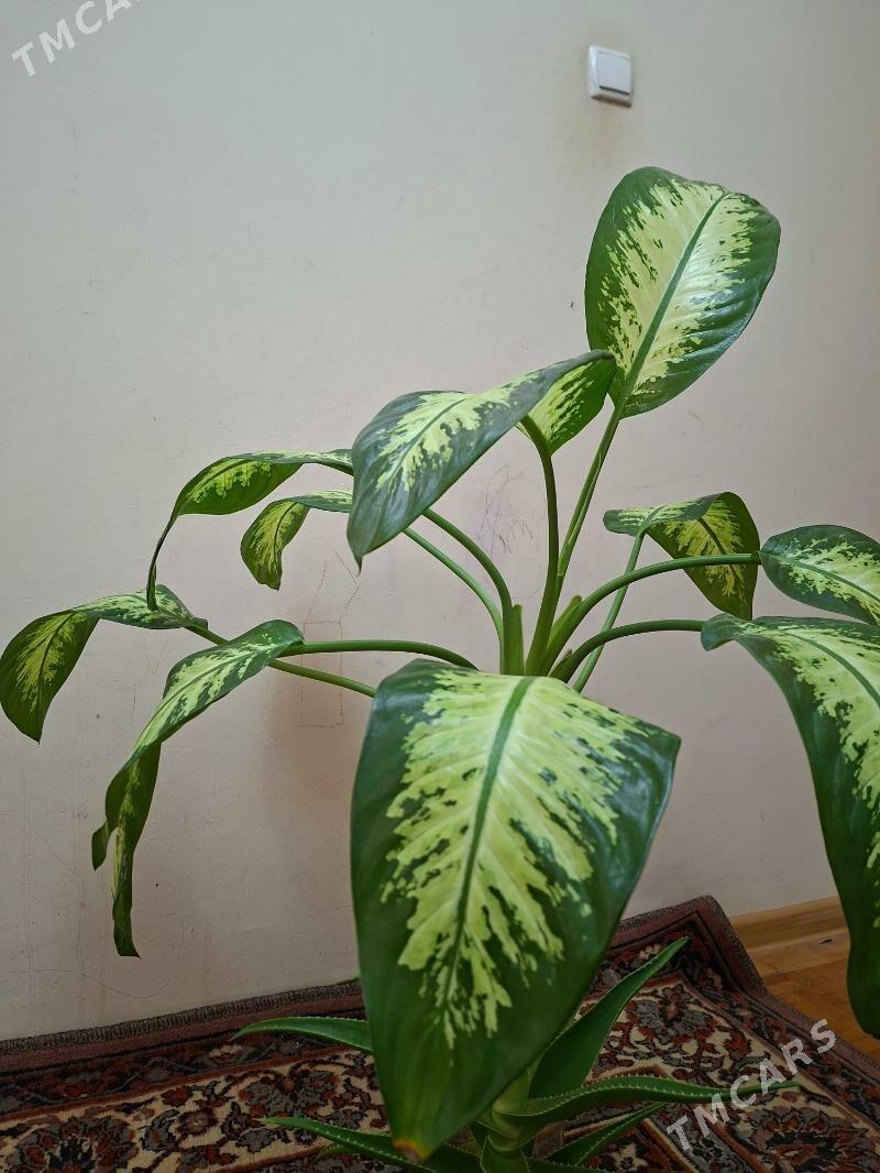 Diffenbahiýe - Kim raýon - img 2