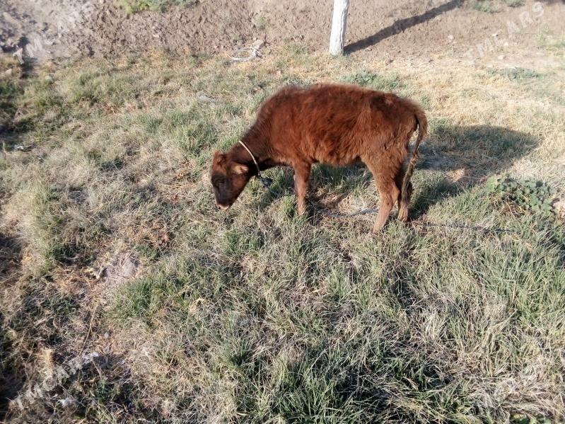 gulajyn göle - Baýramaly - img 2