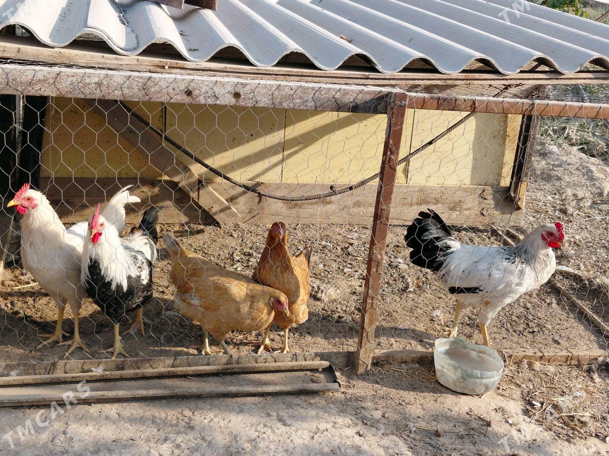 baýsovyý horaz - Гёкдепе - img 1