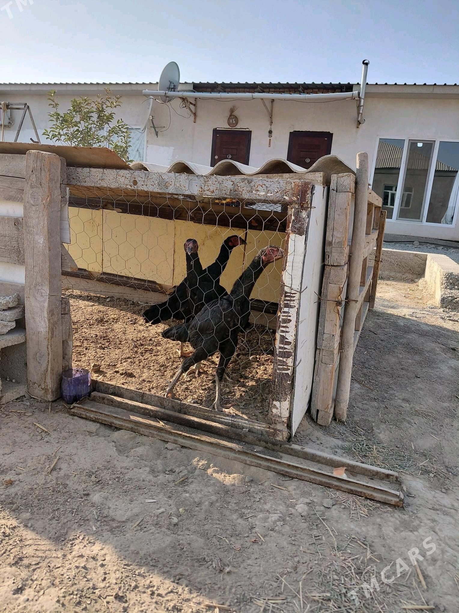 baýsovyý horaz - Гёкдепе - img 2