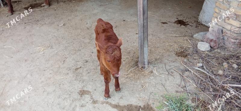 Saglyk sygyr - Фарап - img 3