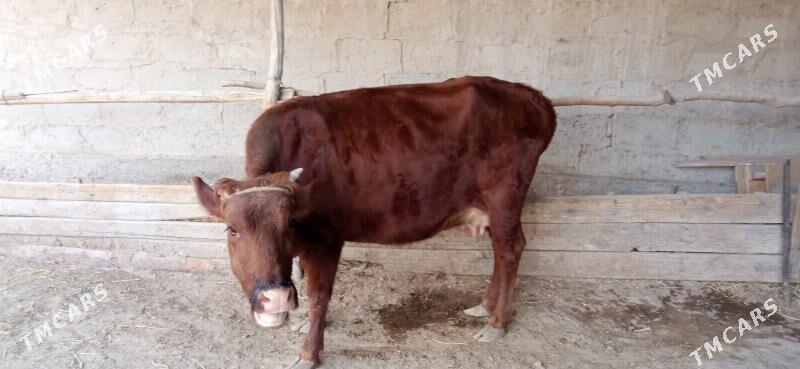 Saglyk sygyr - Фарап - img 2