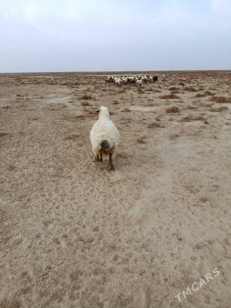 bogaz goyun - Эсенгулы - img 3