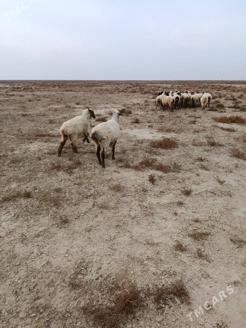 bogaz goyun - Эсенгулы - img 2