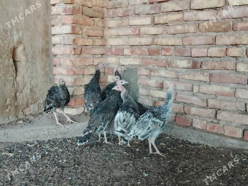 induk - Теджен - img 3