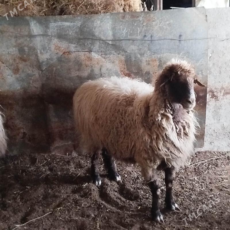 Goyun - Aşgabat - img 2