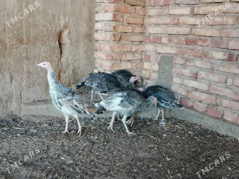 induk - Теджен - img 1