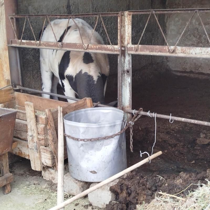 Tohum  Okuz - Ашхабад - img 8