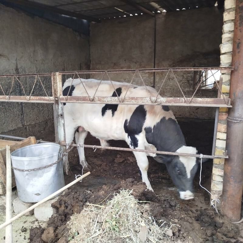 Tohum  Okuz - Ашхабад - img 7