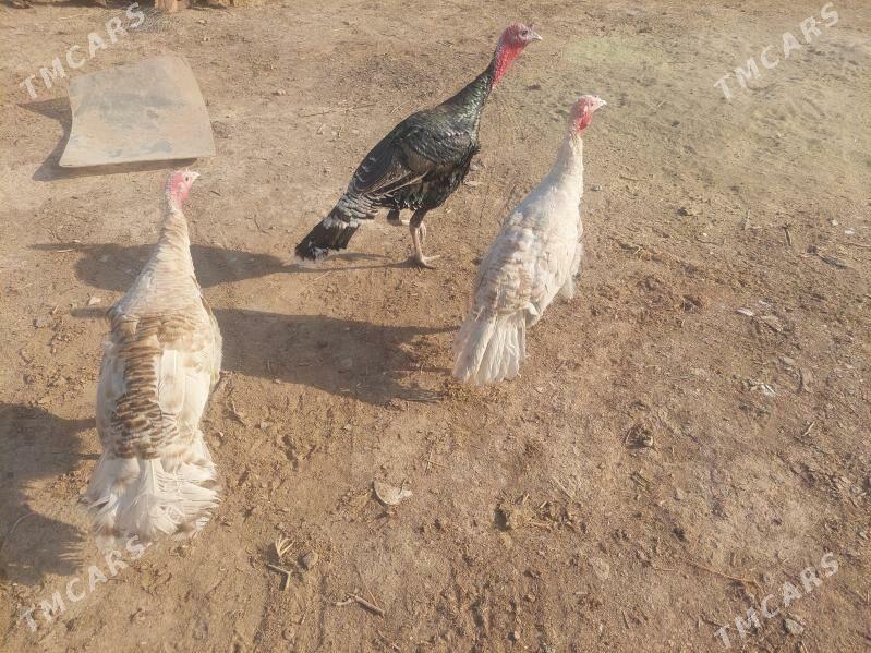 induk - Теджен - img 2