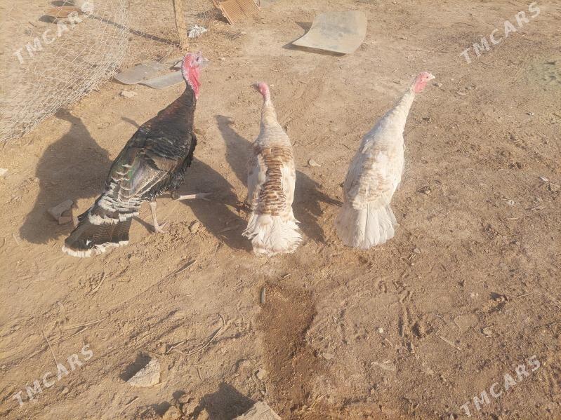 induk - Теджен - img 1