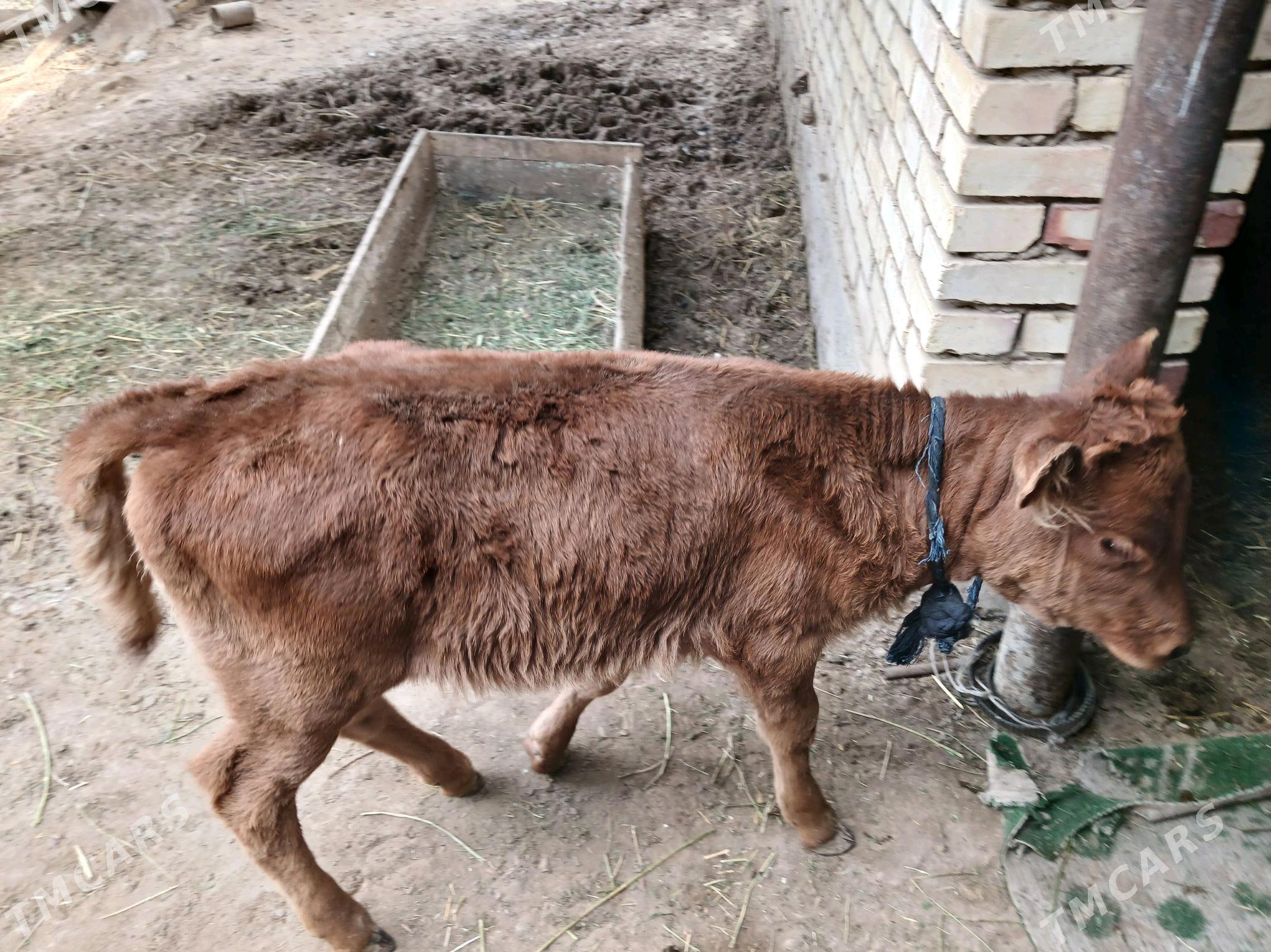 göleli Sygyr - Sakarçäge - img 2