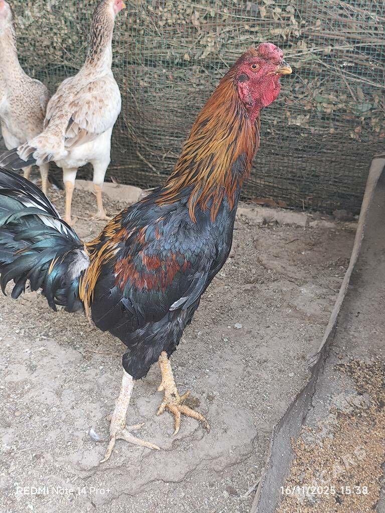 Baysok horaz - Dänew - img 1