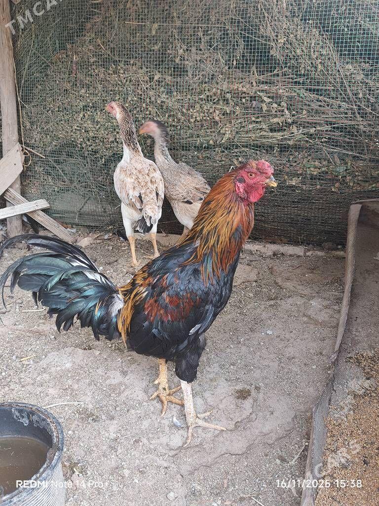 Baysok horaz - Dänew - img 3