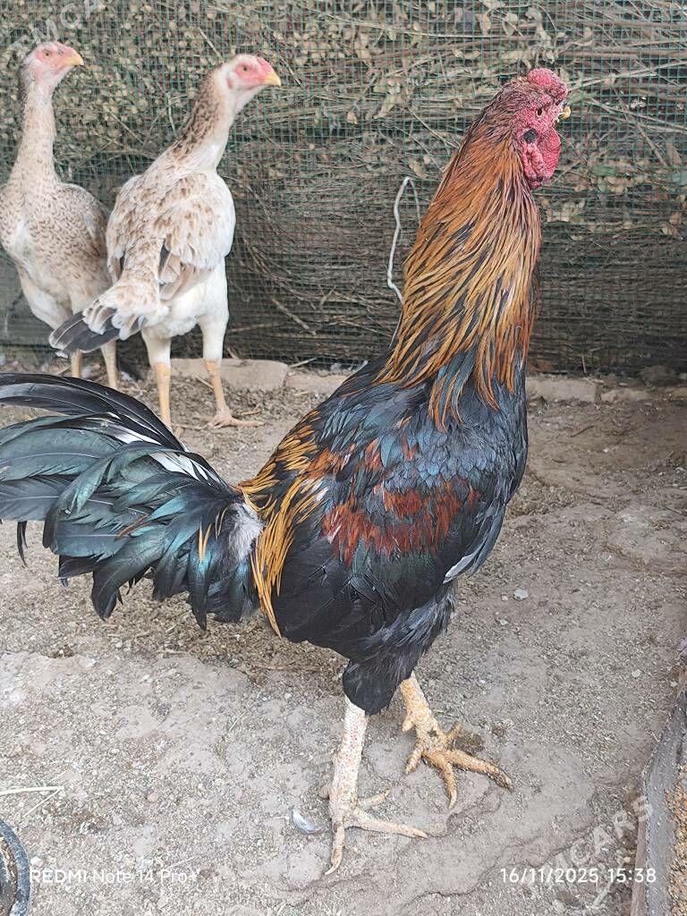 Baysok horaz - Dänew - img 2