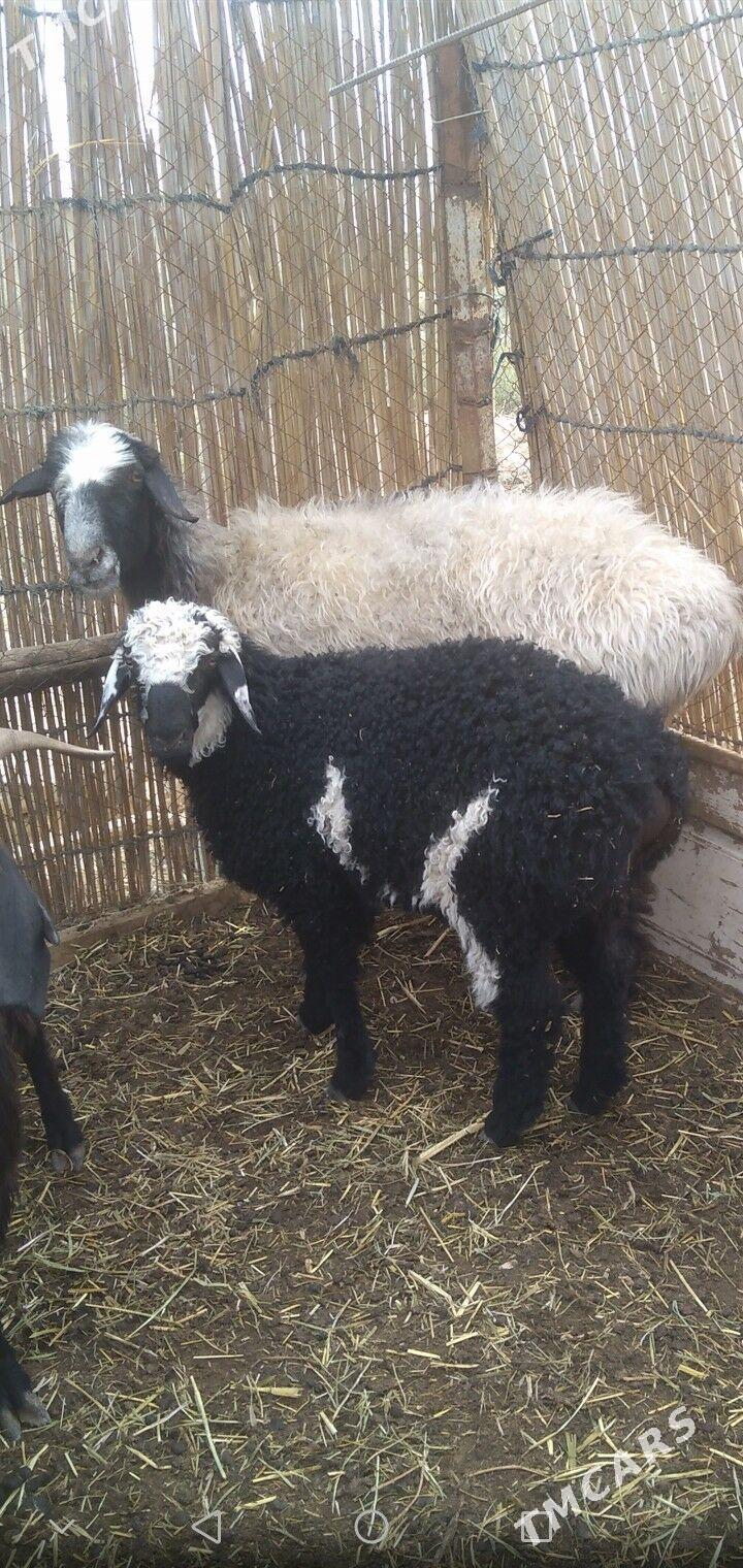 Guzyly goyun - Baýramaly - img 2