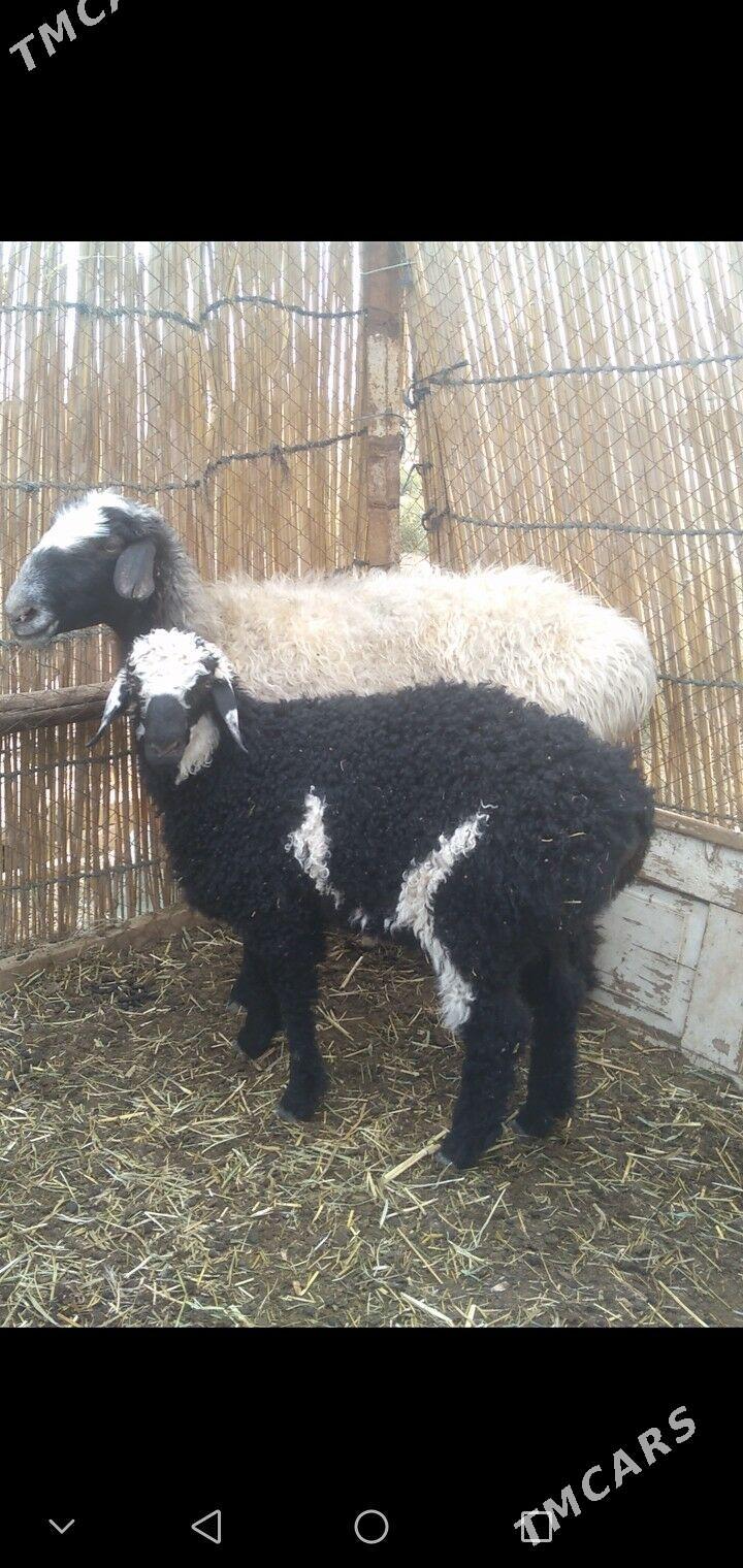 Guzyly goyun - Baýramaly - img 1