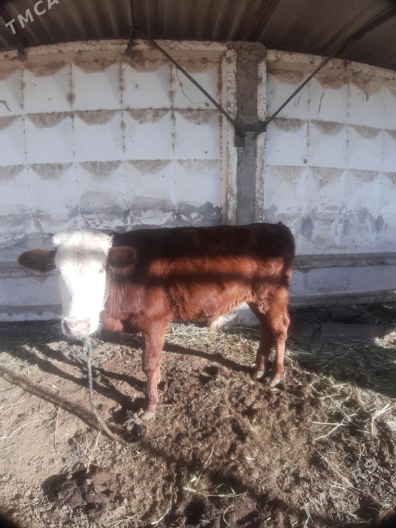 okuz - Мары - img 2