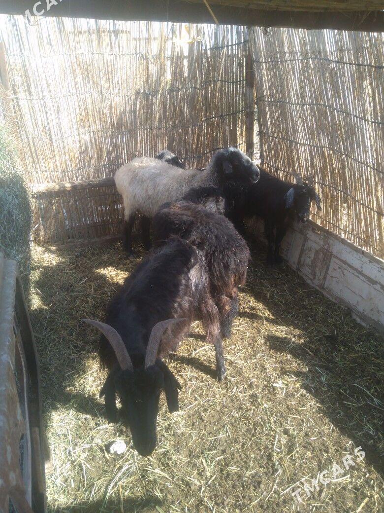 Guzyly goyun - Baýramaly - img 3