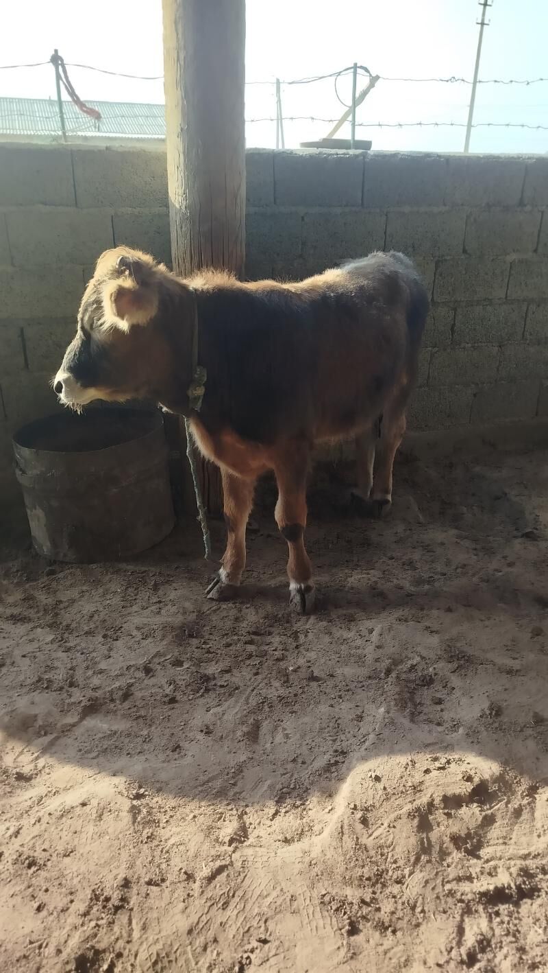 oküzçe - Bereket - img 2