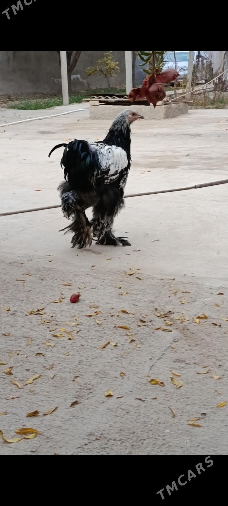 brama silver - Bagyr - img 4