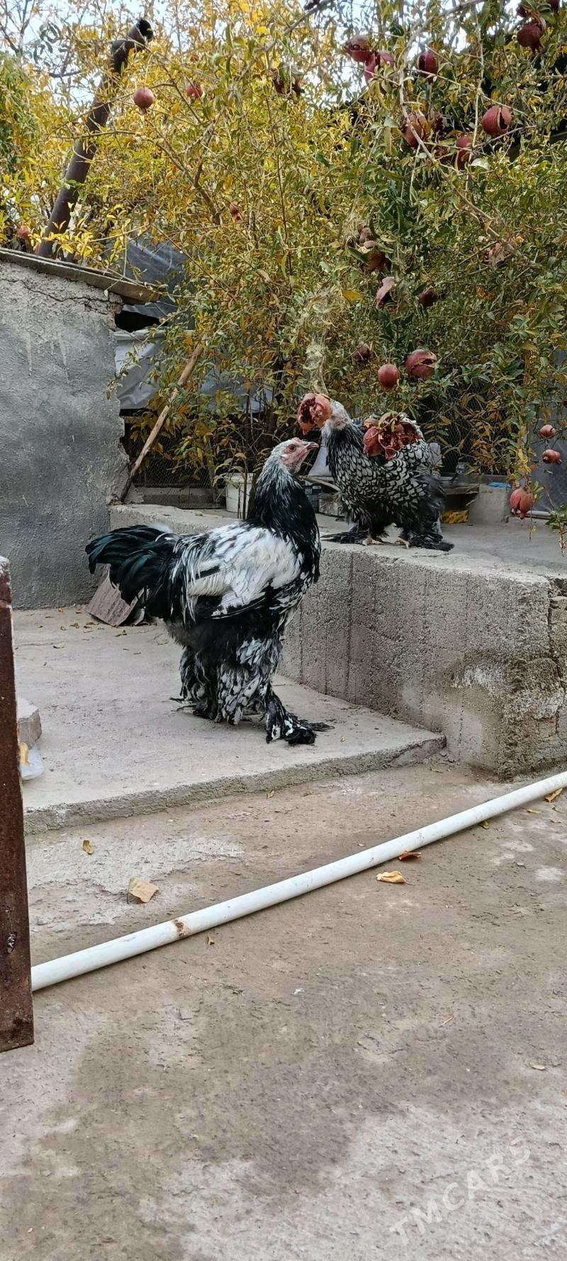 brama silver - Bagyr - img 1