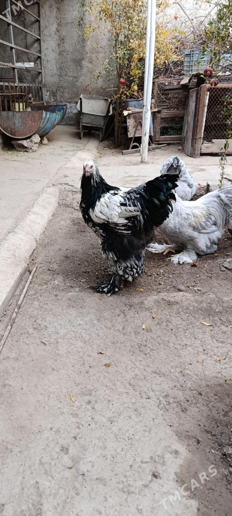 brama silver - Bagyr - img 3