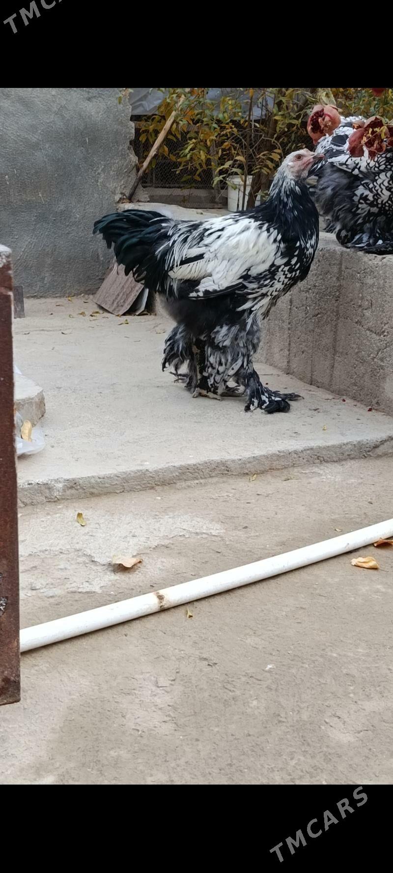 brama silver - Bagyr - img 2