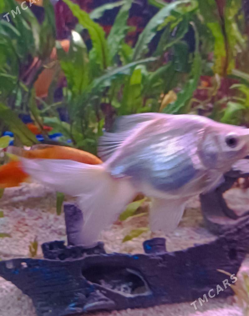 Акулий бала, сом коряга, - Aşgabat - img 2