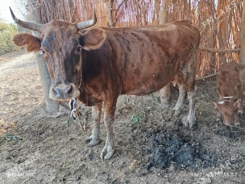 Göleli sygyr - Tejen - img 3