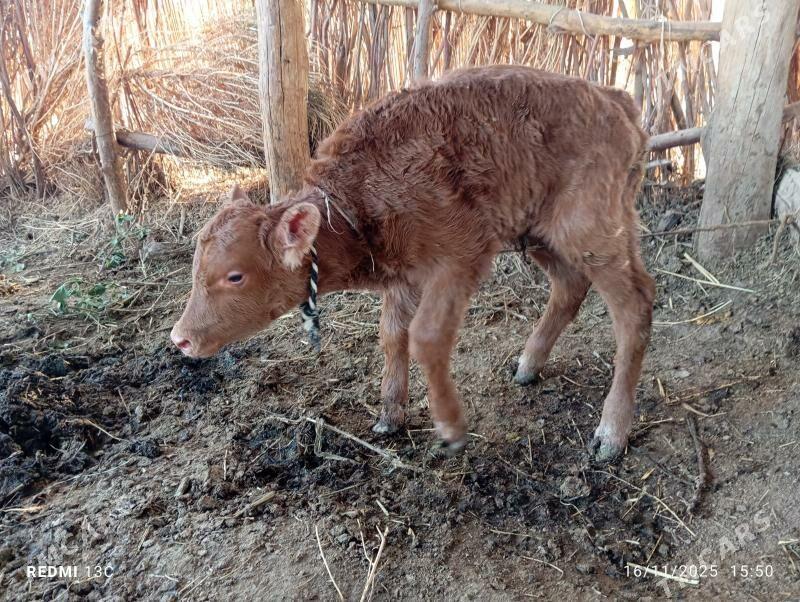 Göleli sygyr - Tejen - img 2