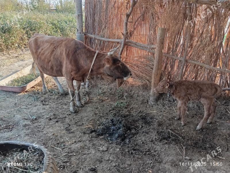 Göleli sygyr - Tejen - img 1