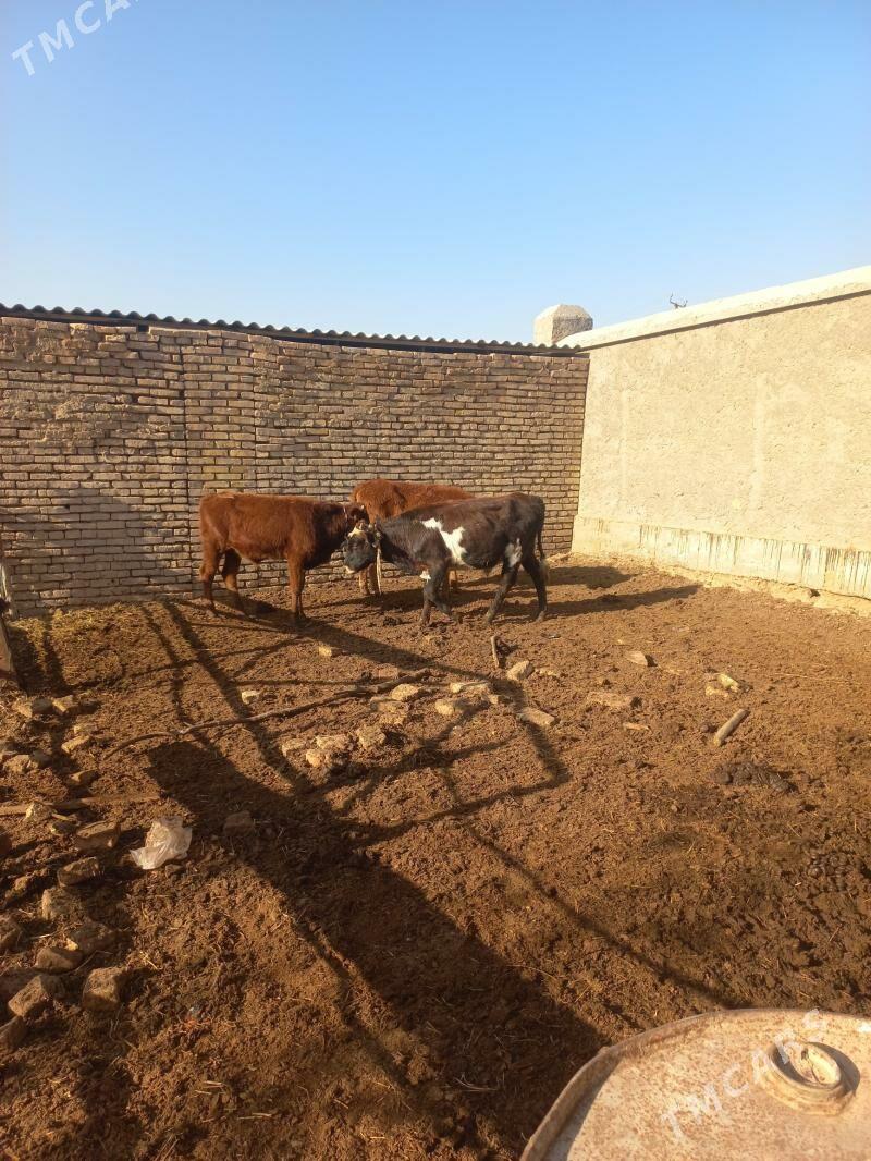 Meÿdan mallary çòl - Байрамали - img 2